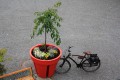 bikepot (1)