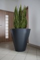 DonicaCURRY_001