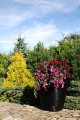DonicaKlas_008