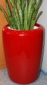 Tracino L red-1