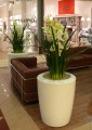Anakena L white-2