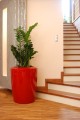 Anakena L red-1