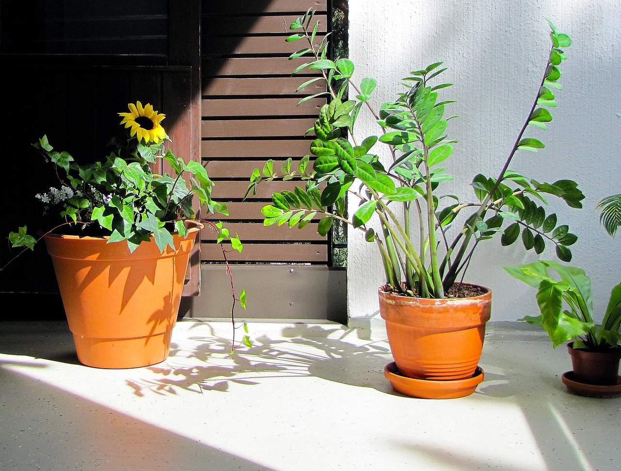 Donica ceramiczna czy plastikowa na balkon - realne plusy i minusy